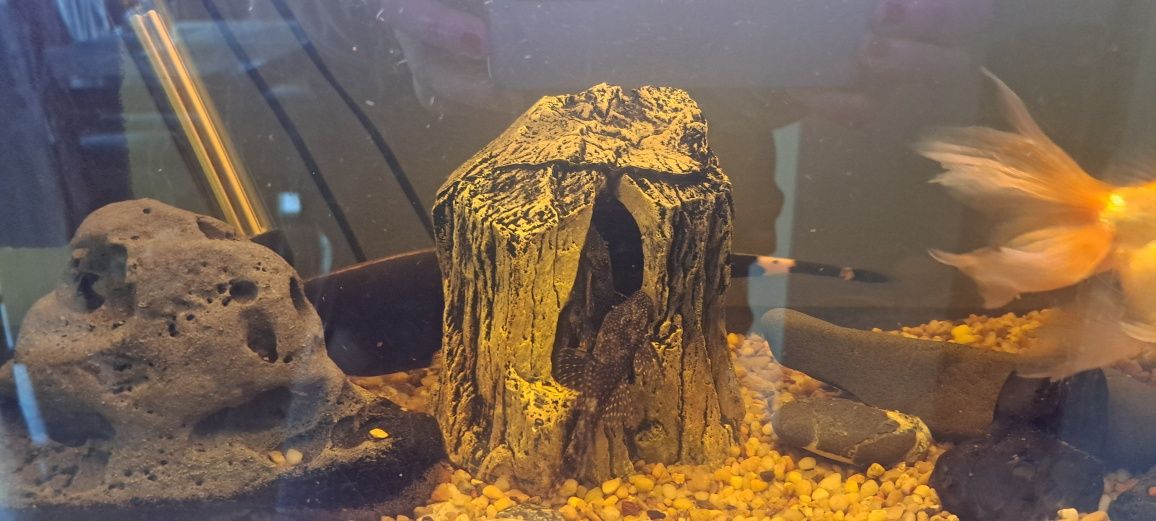 Akwarium 50l z całym osprzętem