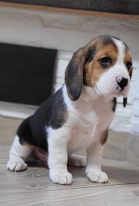 Beagle Śliczny Tricolorek