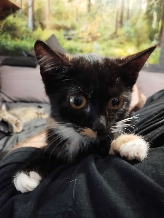 Bella szylkretka do adopcji