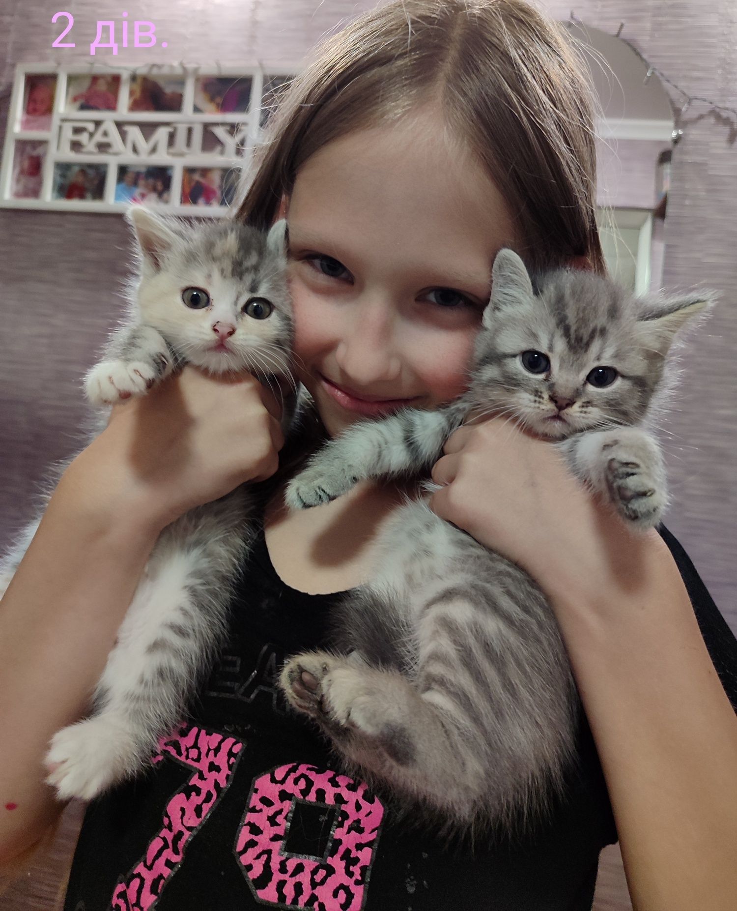 Кошенята котики..
