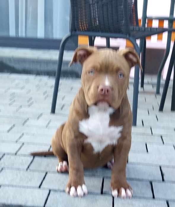 American Bully ABKC suczka