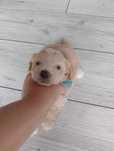 Malutki piesek Maltipoo