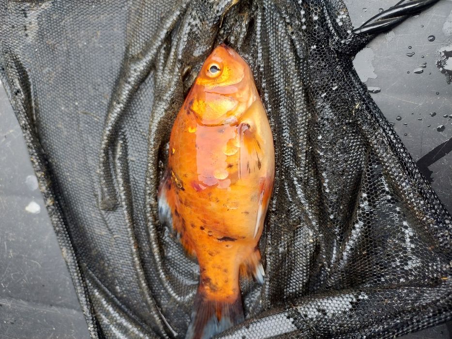 Narybek kroczek karp