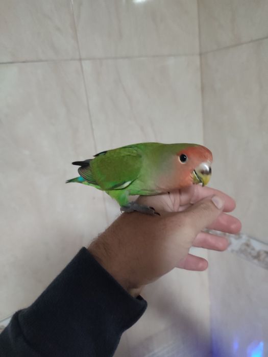 Agapórnis domesticado