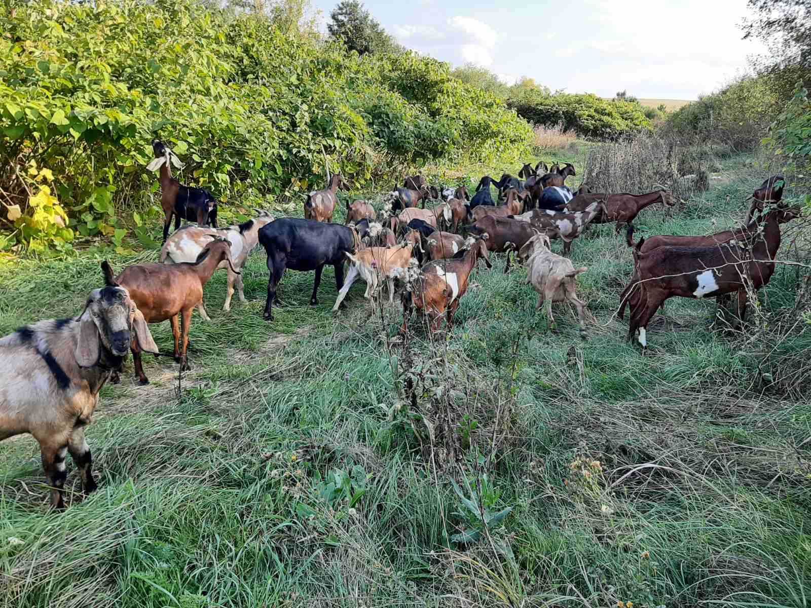 Агло-нубійські кози та козенята