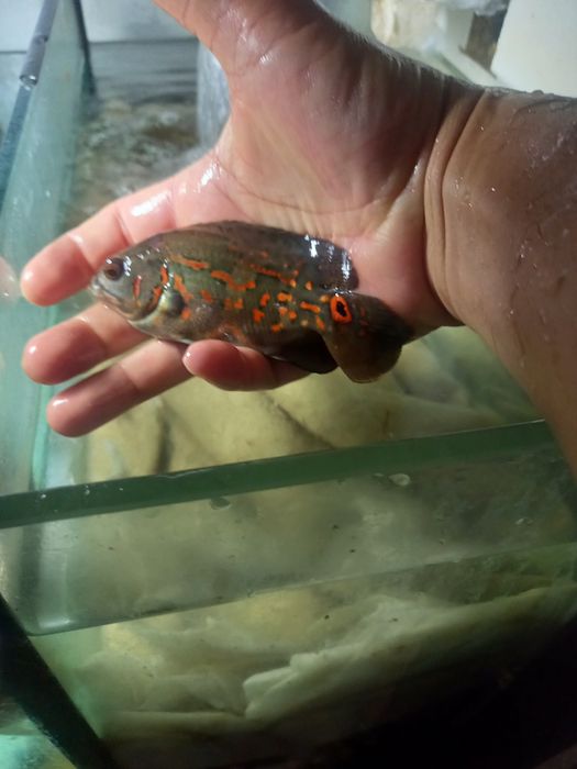 Peixes oscar adultos e filhotes