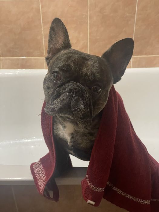 Вʼязка французького бульдога