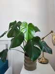 Monstera deliciosa 60 cm - roślina doniczkowa