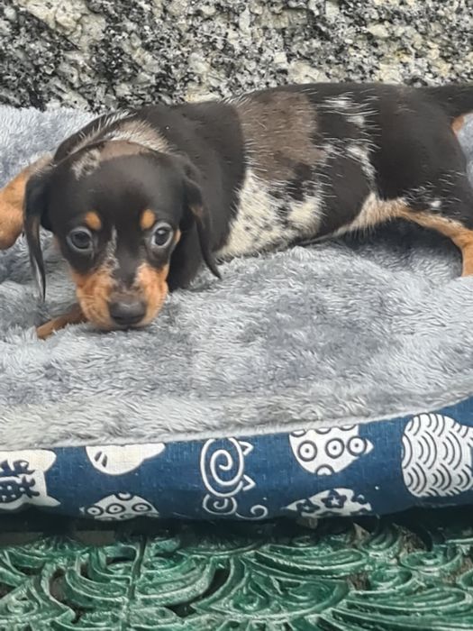 Teckel miniatura de qualidade