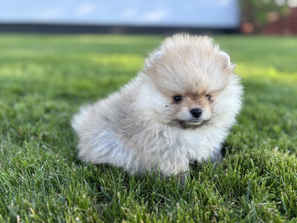 Szpic miniaturowy Sunia mini