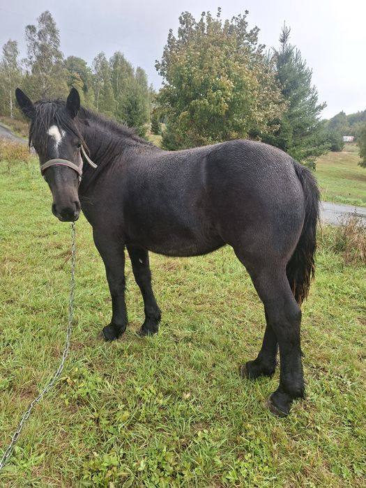 Sprzedam zrebice zimnokrwistom