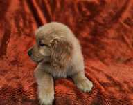 GOLDEN RETRIEVER-ciemno złota suczka