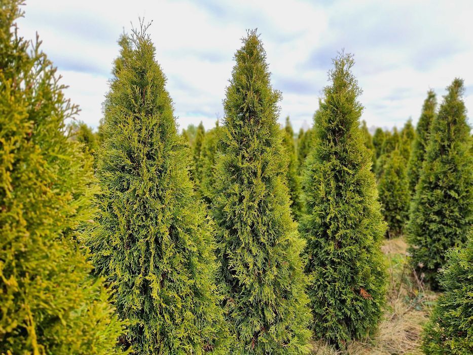 TUJA Thuja SZMARAGD Piękna gęsta na żywopłot wys.180-200 cm Sadzenie!
