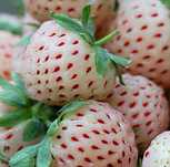 Morangos Brancos do Japão - DELICIOSOS Planta De coleção FRUTA RARA