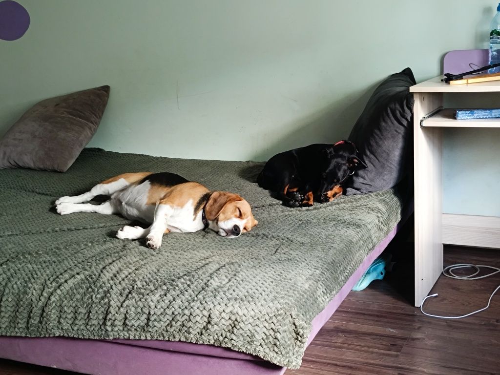 Petsitter dla Twojego zwierzaka