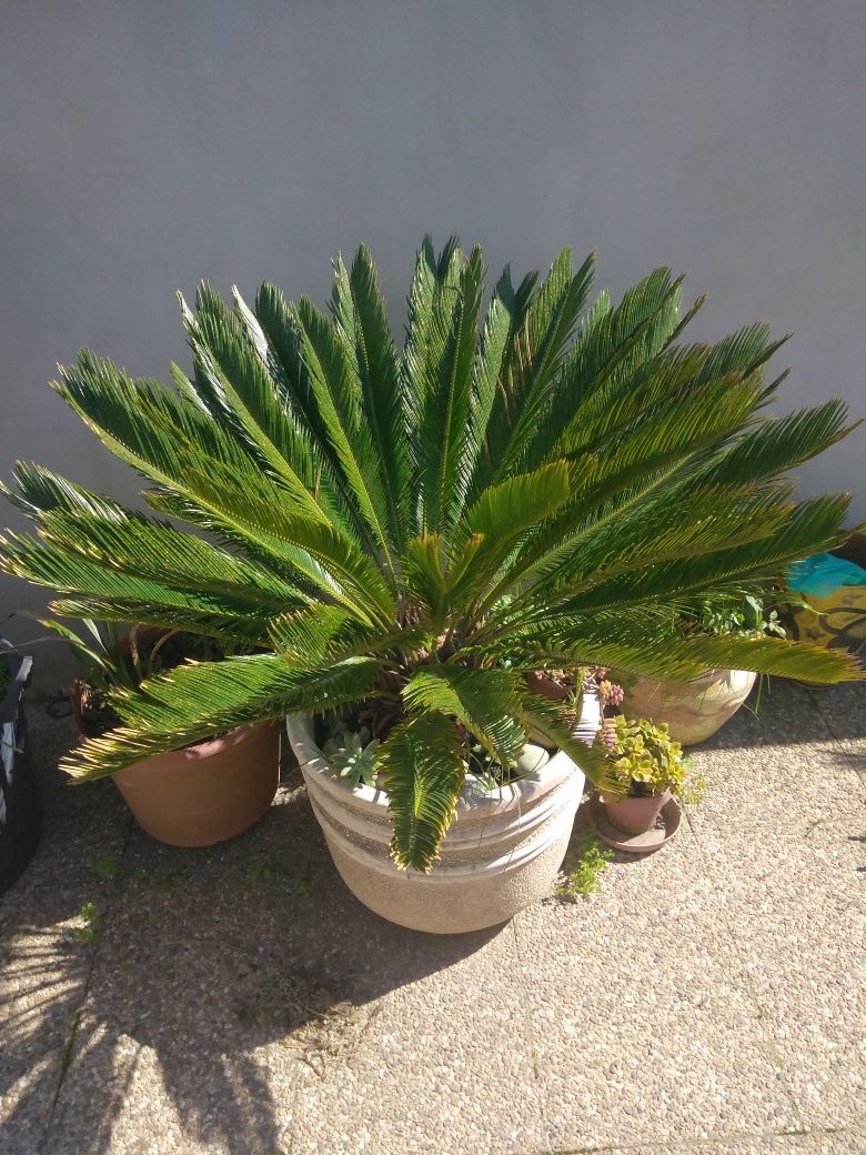SICA planta de jardim