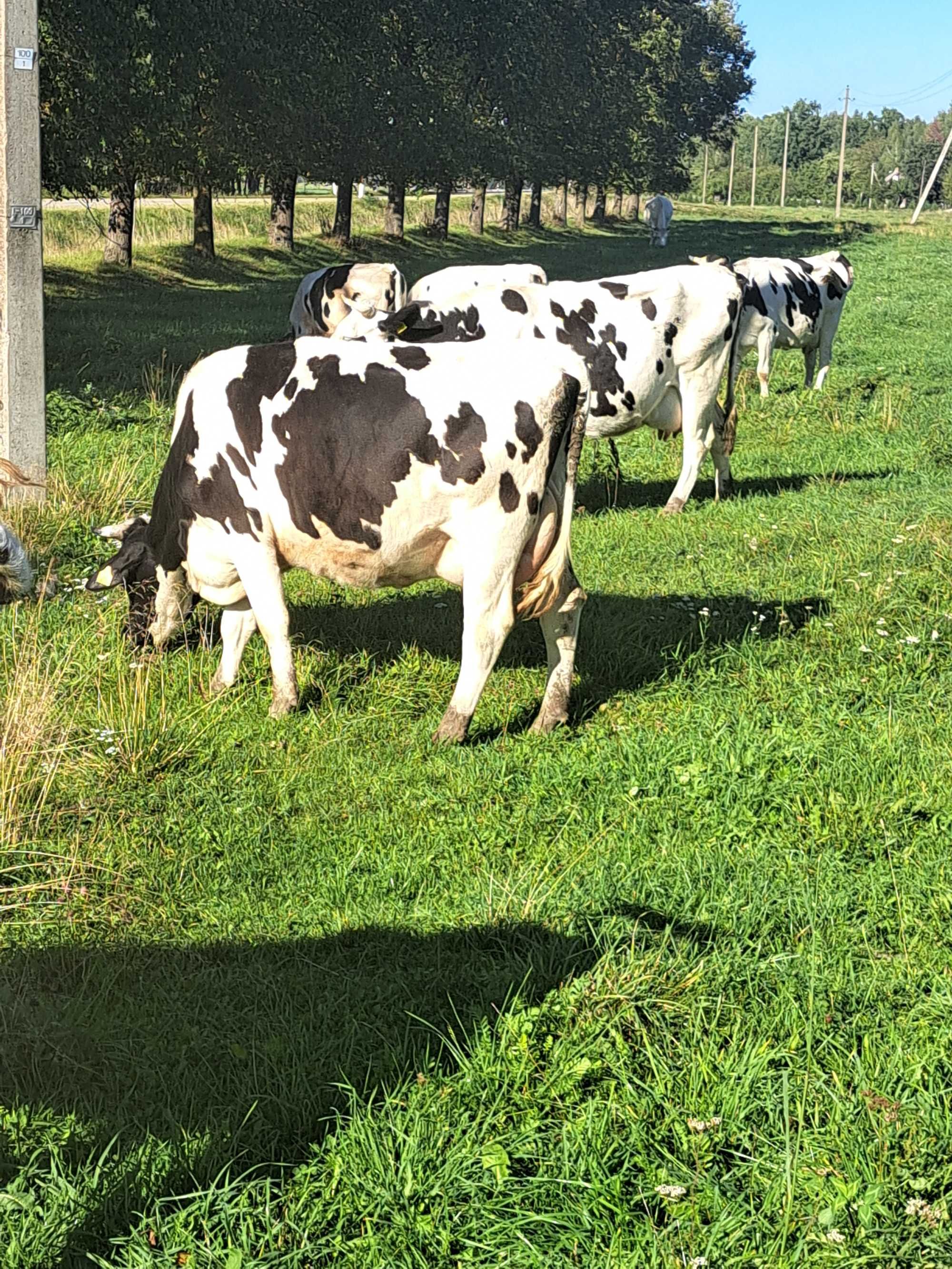 Krowy mleczne,jalowki