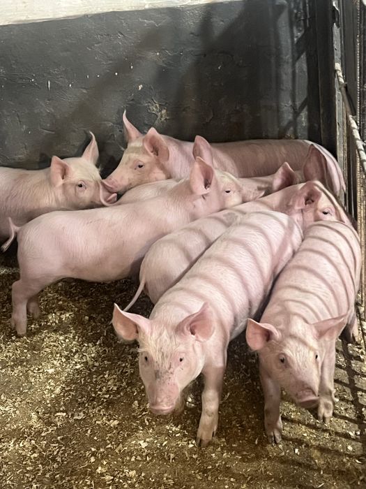 Продаються поросята