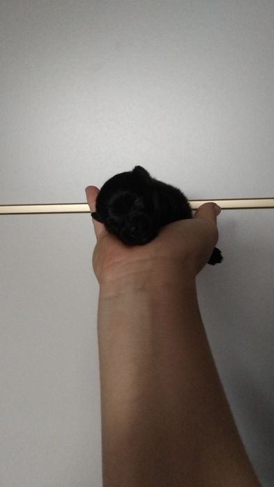 Szpic miniaturowy piesek pomeranian