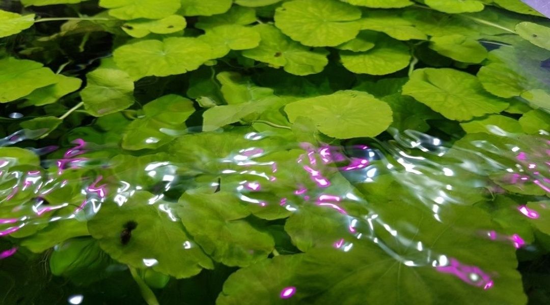 Hydrocotyle Leucocephala Wąkrotka roślina do akwarium 5szt.