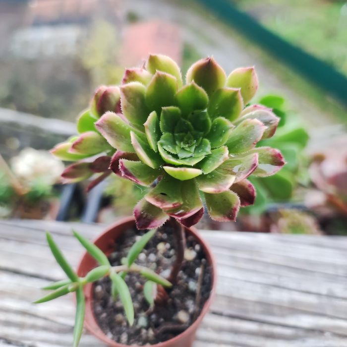 Аеоніум aeonium fiesta var
