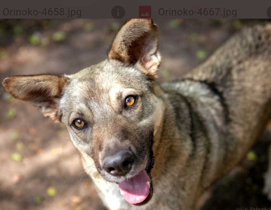 ORINOKO- bardzo miły ,spolegliwy, delikatny.