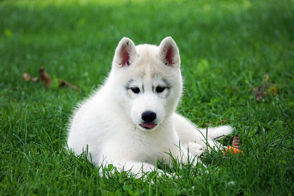 Platynowy piesek Husky z rodowodem ZKwP / FCI szczenię husky
