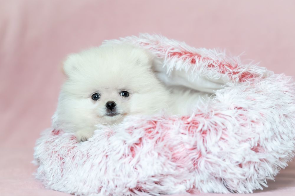 Szczeniak szpic miniaturowy pomeranian samiec