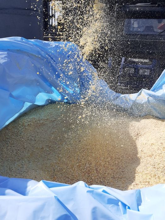 Kukurydza mielona ccm