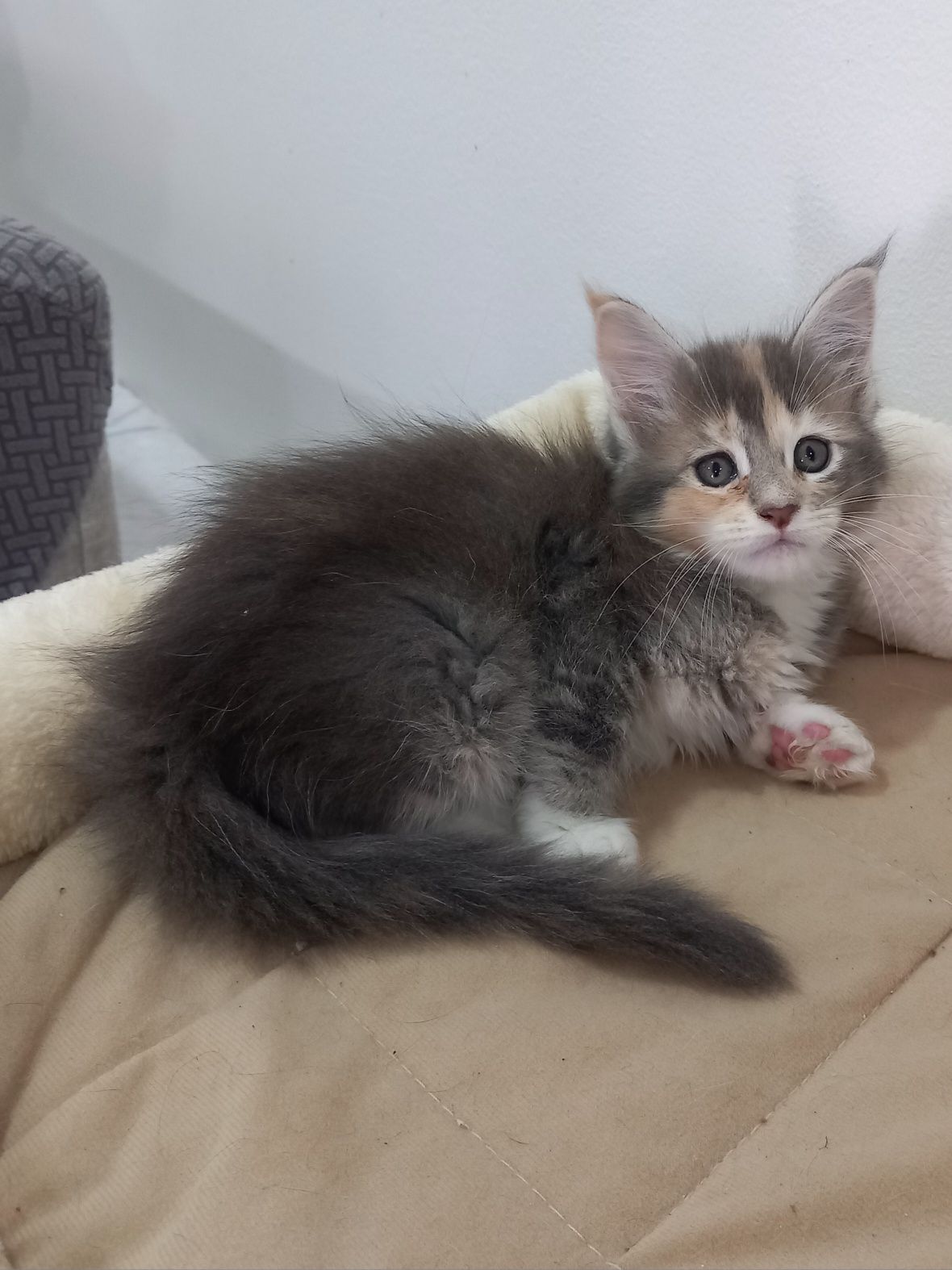 Gatinho Maine Coon com Lop