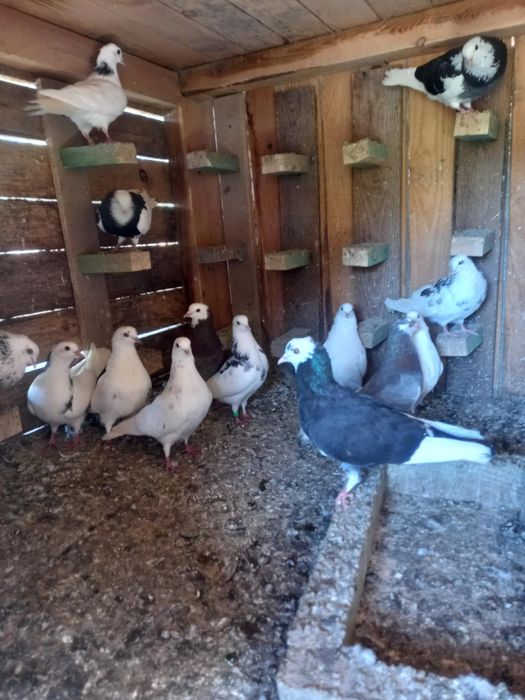 Gołębie Rollery  angielskie