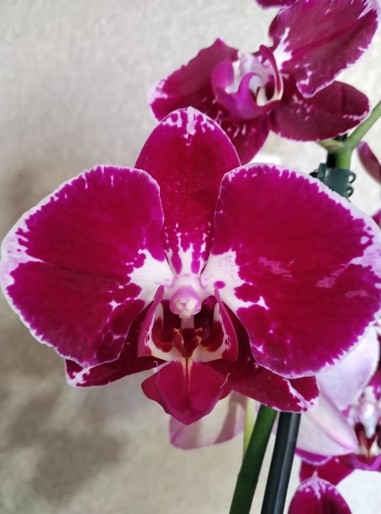 Цветущие  орхидеи/ орхидея/на 2 цветоноса