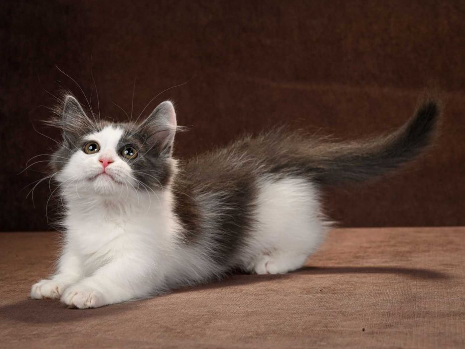 Манчкин девочки Ейфория и Еврика