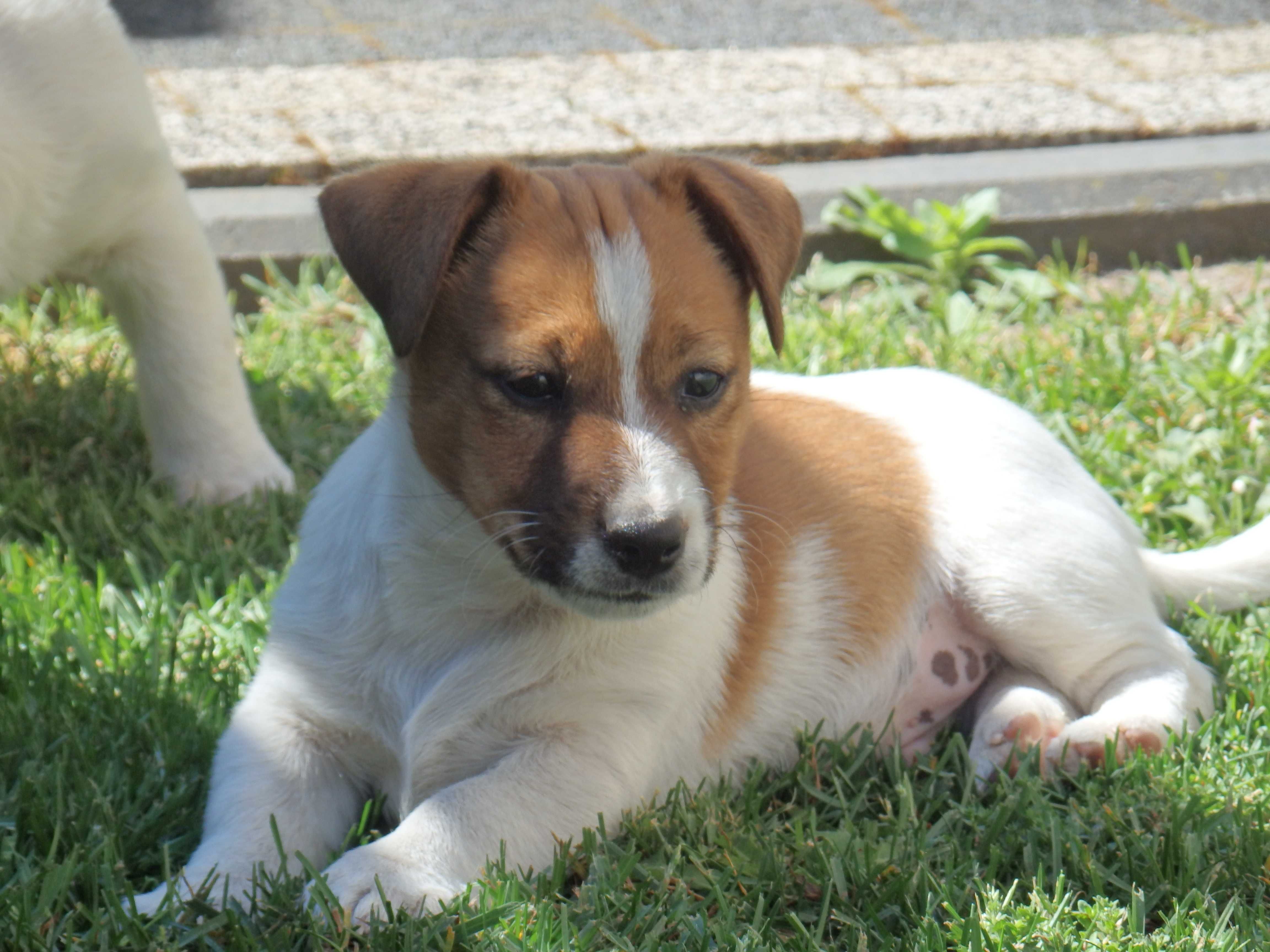 Jack Russell Terrier #MOBY Smartie Jacks# rodzice ZKwP/ FCI pure MALE