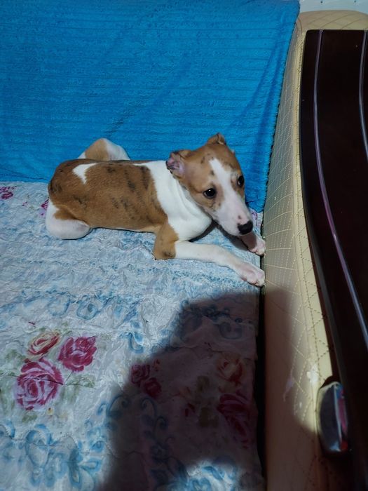 Chart Angielski Whippet  piesek