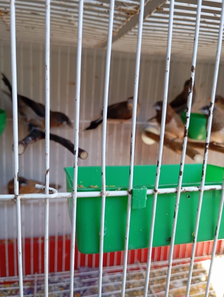 Bengalins, Mandarins