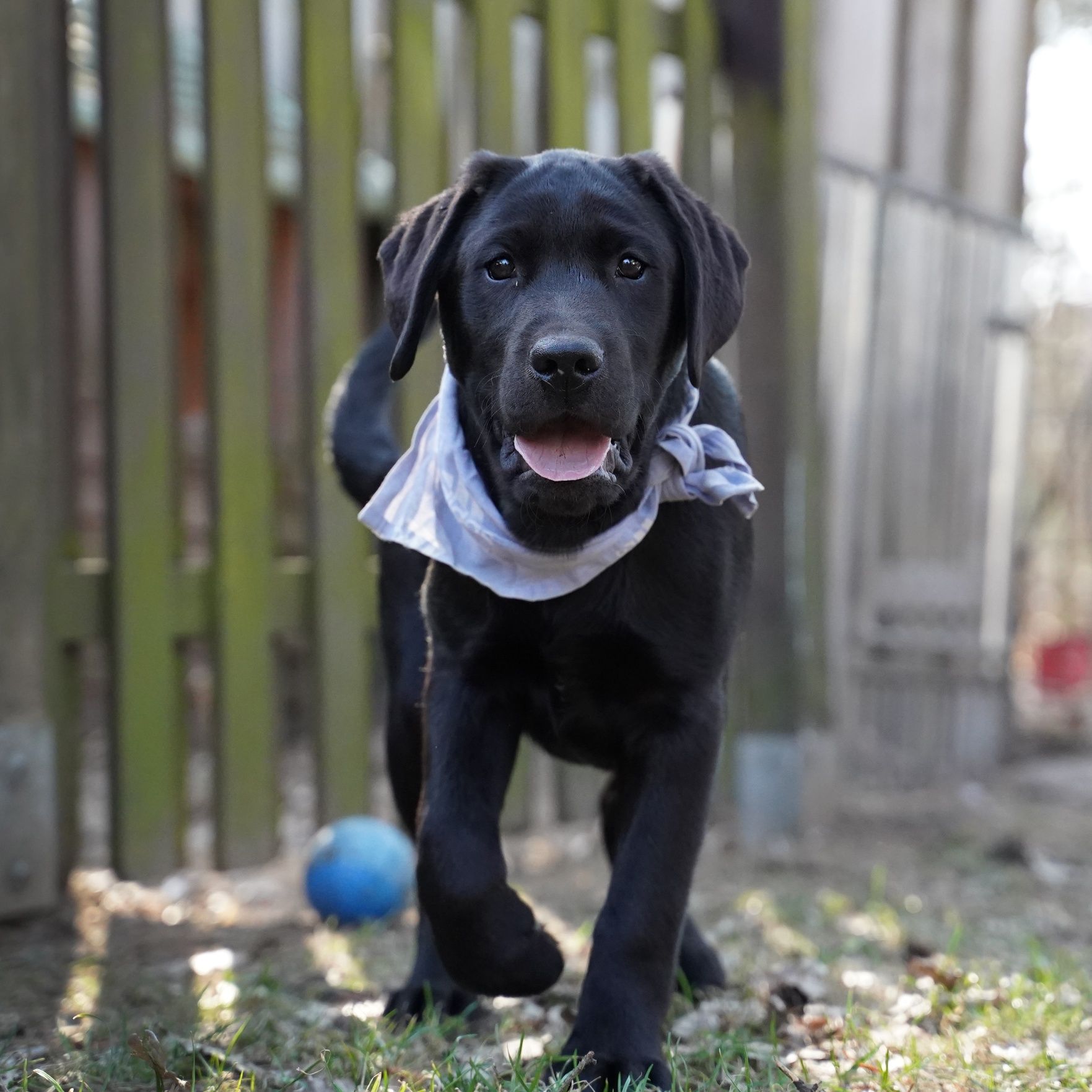 Labrador retriever czarny piesek  Zkwp gotowy do odbioru
