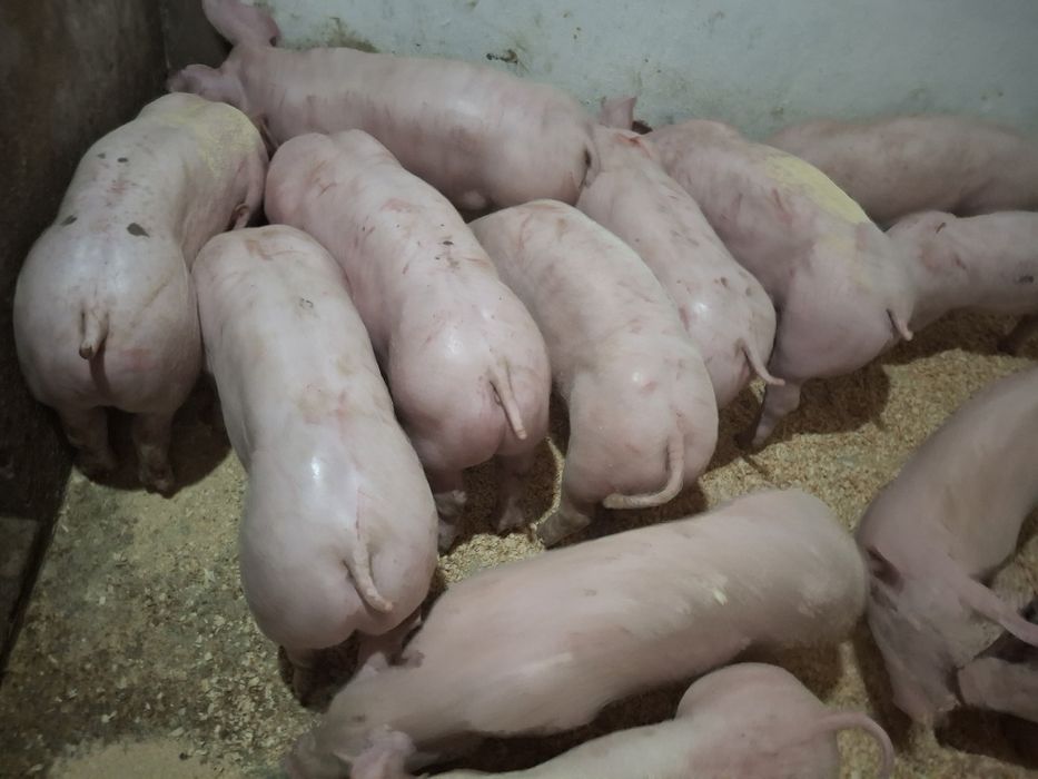 Leitões com 25-30 Kg