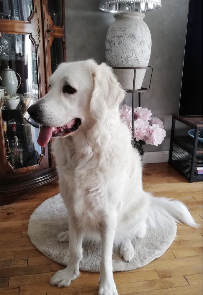 Opieka nad zwierzętami Petsitter pies kot