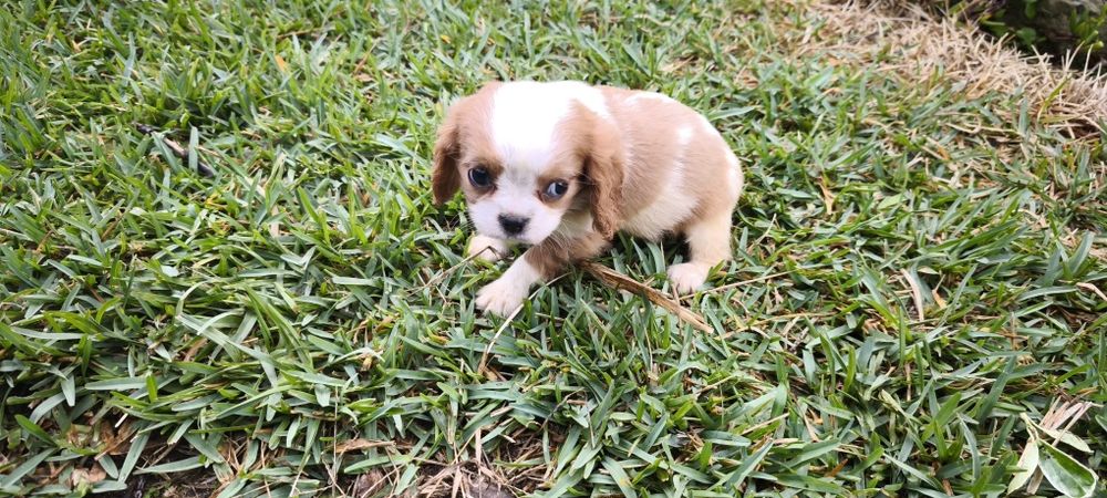 Cavalier king charles criado em ambiente familiar