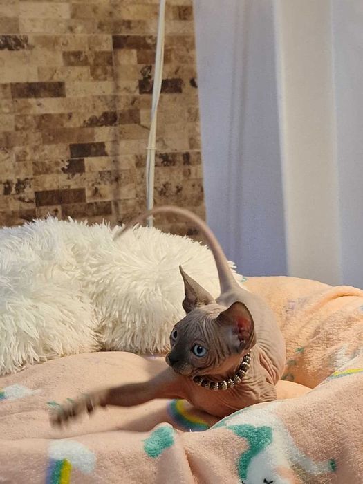 Gatinho Canadian Sphynx Branco