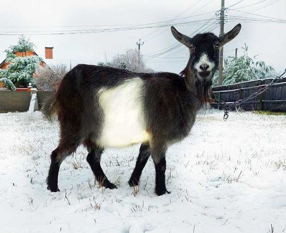 Продається молочна БЕЗРОГА коза