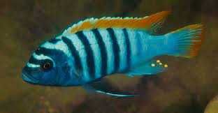 Ciclideos Africanos Malawi