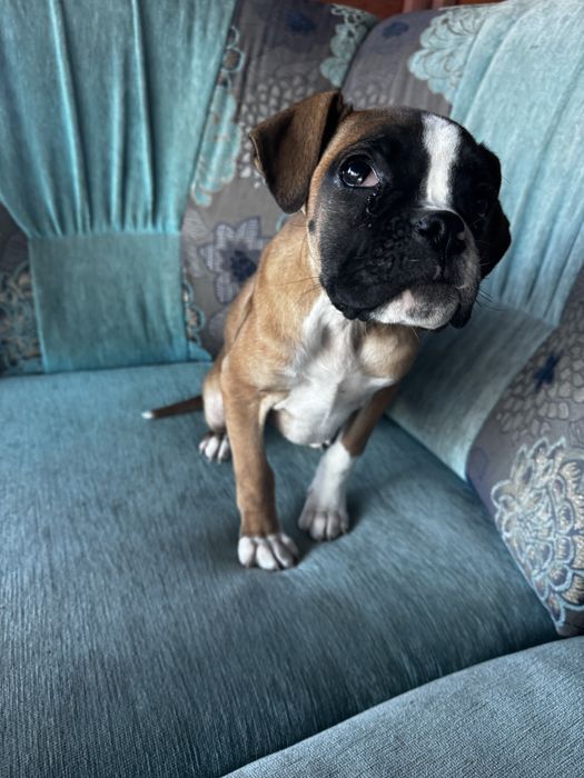 Piękna sunia Bokser