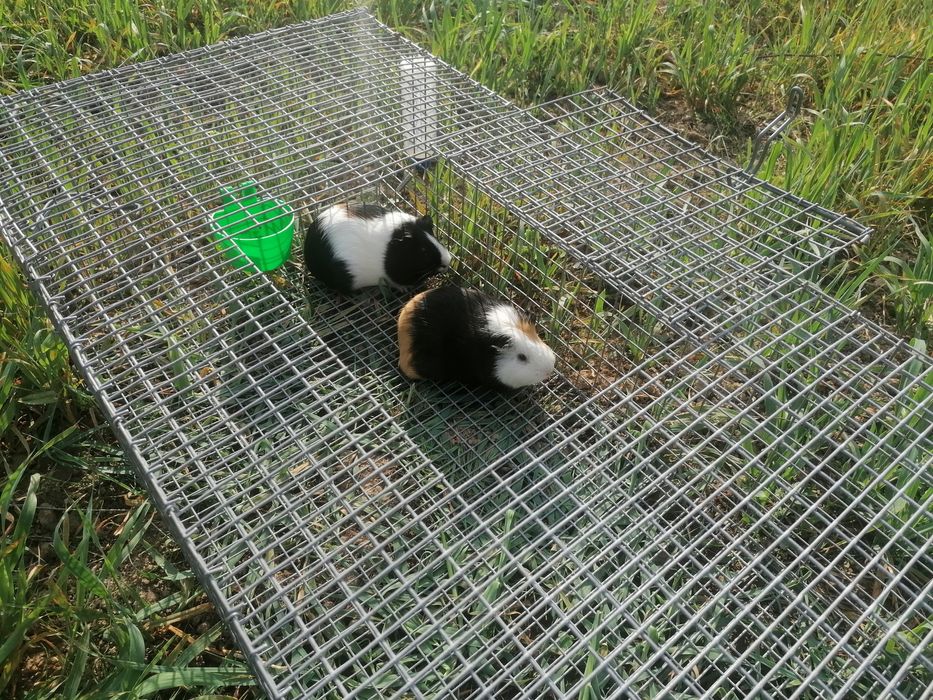 Klatki hodowlane dla drobiu, królików, gołębi, przepiórek.