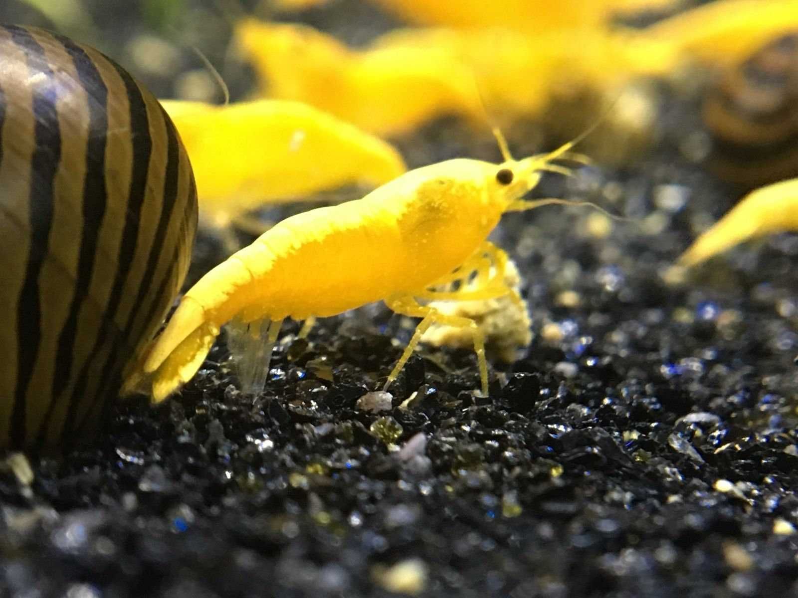 Krewetka YELLOW FIRE - Neocaridina - Caridina - dowóz, wysyłka