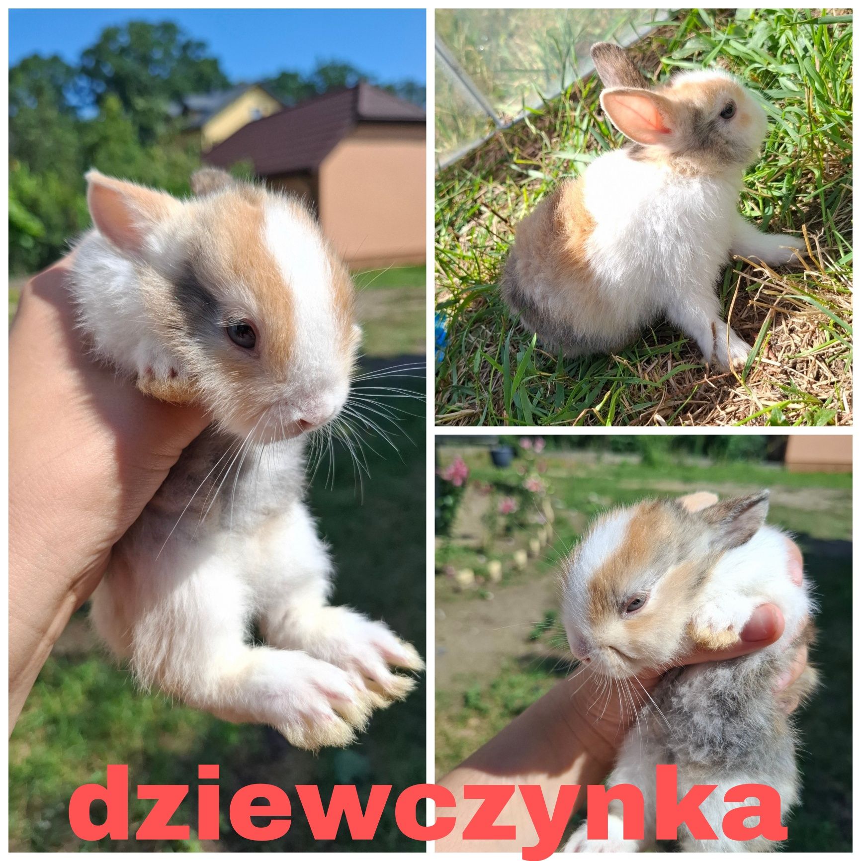 Króliczki miniaturki