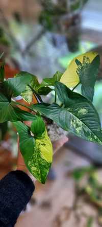 Syngonium Aurea Yellow