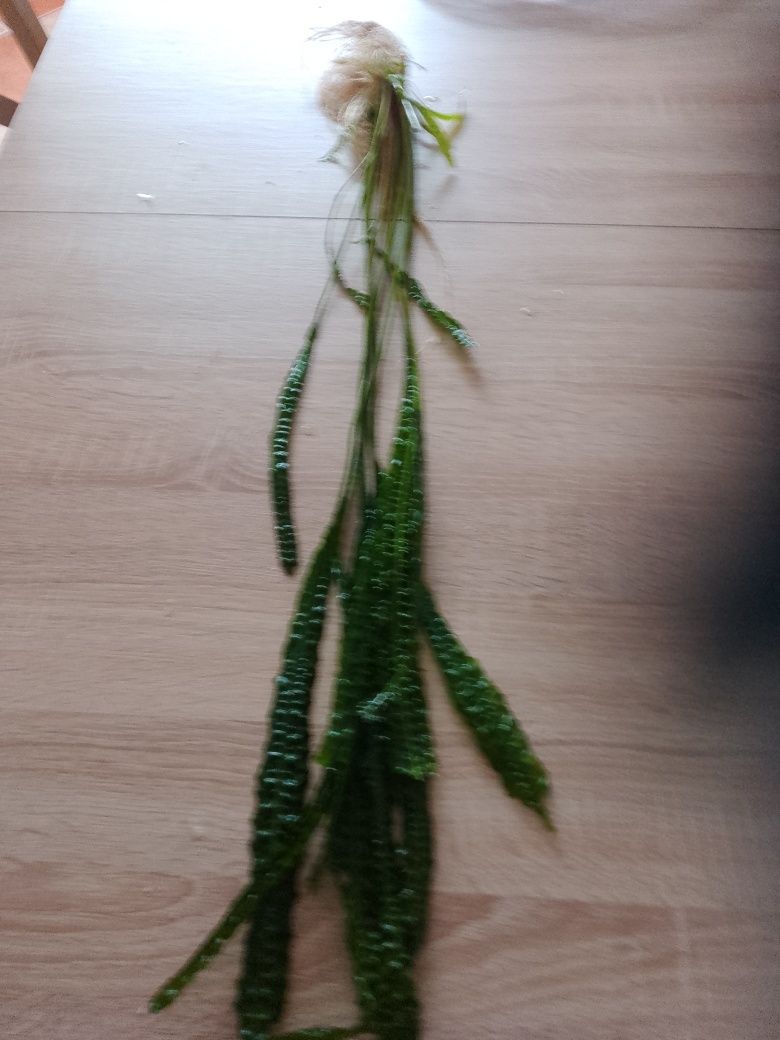 Kryptokoryna ,80 cm