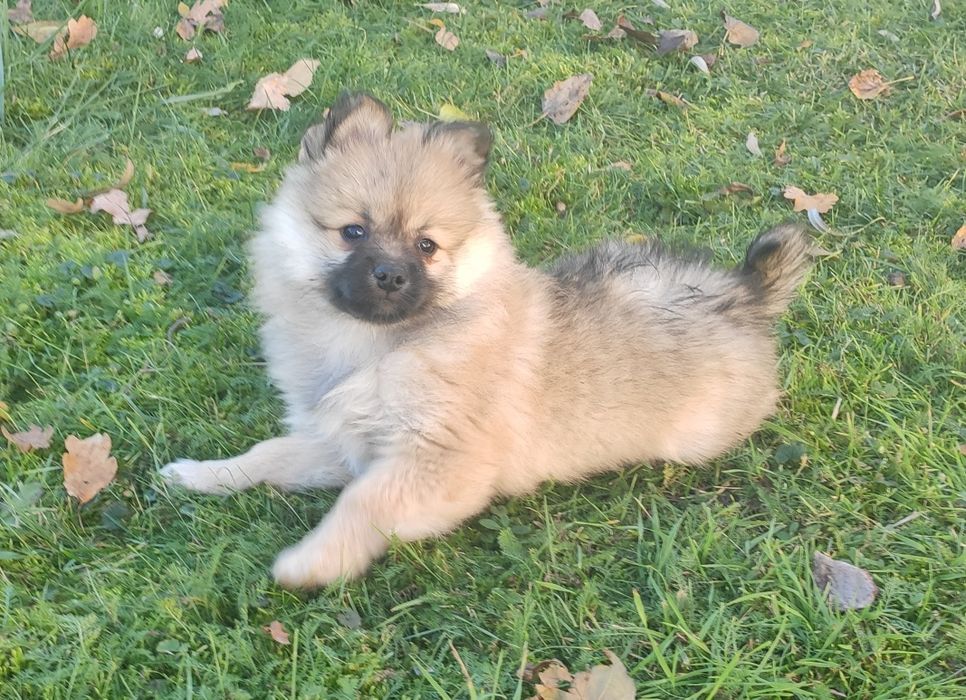 Szpic średni suczka szarobrązowa